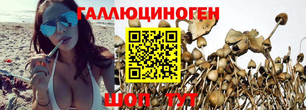 Псилоцибиновые грибы Psilocybine cubensis Вышний Волочёк